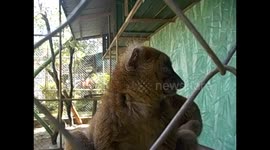 Madagascar. Ivoloina. Zoo park. Lemurs´ faces.  Parque Zoológico. Lemures, primer plano. 2015