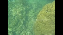 Madagascar. Sainte Marie island. 2015 (2) Snorkel en coral