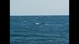 Madagascar. Sainte Marie island. 2015 (5) Sighting whale from the dock