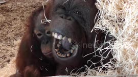 Try not to yawn: zoo animals' sleepiness gets contagious