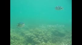 Malaysia. Borneo. Sapi Island. Snorkel. 2015 (4) Coral and fishes. Underwater video