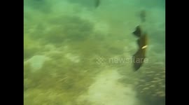 Malaysia. Borneo. Sapi Island. Snorkel. 2015 (6) Underwater video. Surrounded by fearless fishes