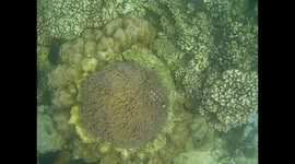 Malaysia. Borneo. Sapi Island. Snorkel. 2015 (8) Nemo, clown fish home and coral. Underwater video