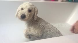 Doggy paddle: Cute cockapoo starts trying to swim before bath