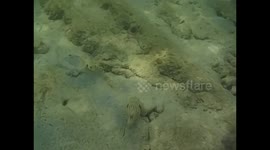 Malaysia. Borneo. Sapi Island. Snorkel. 2015 (9) Underwater video. Camouflaged fishes