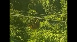 Malaysia. Borneo. Sepilok. Orangutan rehabilitation centre (2)