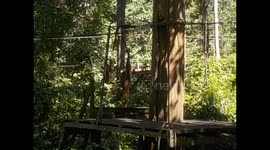 Malaysia. Borneo. Sepilok. Orangutan rehabilitation centre (3)