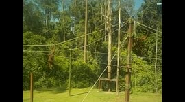 Malaysia. Borneo. Sepilok. Orangutan rehabilitation centre (5)