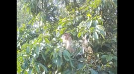Malaysia. Borneo. Sukau & Sungai Kinabatangan. 2015 (2) Short tail monkeys macaque
