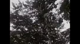 Malaysia. Borneo. Sukau & Sungai Kinabatangan. 2015 (3) Probiscus monkeys, big nose