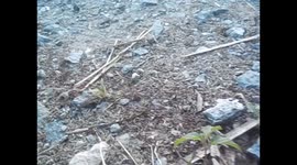 Malaysia. Borneo. Sukau & Sungai Kinabatangan. 2015 (4) Red ants highway