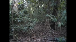 Malaysia. Borneo. Sukau. Walking in the jungle. Caminata selva. 2015 (2) Monkey far