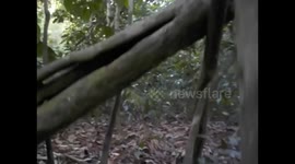 Malaysia. Borneo. Sukau. Walking in the jungle. Caminata selva. 2015 (3) Running away, attached by fearless monkeys