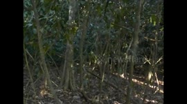 Malaysia. Borneo. Sukau. Caminata selva. 2015 (4) Walking in the jungle. Long tail macaques monkeys