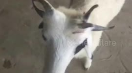 Twin goats both born with extra horns