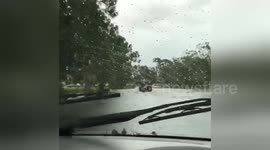 Koi fish swim alongside car on flooded Florida street