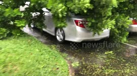 Tree falls on cars during hurricane irma