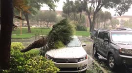 Strong winds and palm tree falls on car during hurricane irma