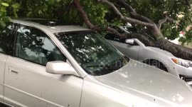 Cars crushed by tree and flooding during hurricane irma