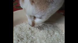 Cats like to eat rice