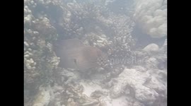 Maldives. Maldivas. Hulhumale. Snorkel. Underwater video. Moray and tropical fishes. 2015 (1)
