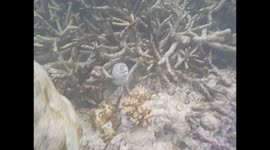 Maldives. Maldivas. Hulhumale. Snorkel. Underwater video. Moray and tropical fishes. 2015 (2)