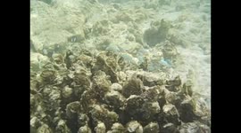 Maldives. Maldivas. Hulhumale. Snorkel. Underwater video. Shy fishes hiding. 2015