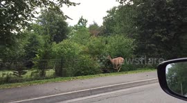 Deer running on sidewalk