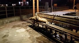 Sealions going to bed on a park bench Galapagos islands