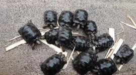 Baby giant tortoises eating in breeding centre Galapagos