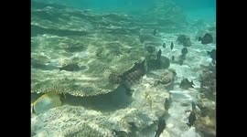 Mauricio. Maurice. Mauritius. Blue Bay. 2015. Snorkel, coral and fishes (1) Underwater video