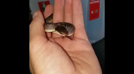 Herald snake was quite angry