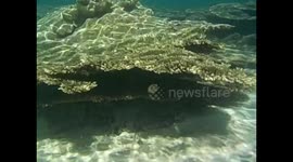 Mauricio. Maurice. Mauritius. Blue Bay. 2015. Snorkel, coral and fishes (2) Underwater video