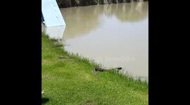 Releasing a Rock Monitor Lizard