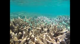 Mauricio. Maurice. Mauritius. Blue Bay. 2015. Snorkel, coral and fishes (3) Underwater video