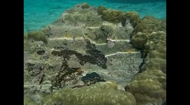 Mauricio. Maurice. Mauritius. Blue Bay. 2015. Snorkel, coral and fishes (4) Underwater video