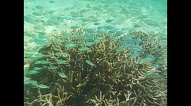 Mauricio. Maurice. Mauritius. Blue Bay. 2015. Snorkel, coral and fishes (5) Underwater video