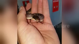 Newsflare Edit - Herald snake was quite angry