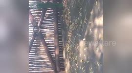 Newsflare Edit - Removing a Rock Monitor Lizard from a public area