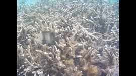 Mauricio. Maurice. Mauritius. Flic en Flac beach. Snorkel en coral (1) Underwater video