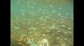 Mauricio. Maurice. Mauritius. Flic en Flac beach. Snorkel in coral (2) Underwater video with selfies