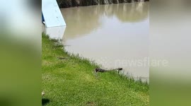 Newsflare Edit - Releasing a Rock Monitor Lizard