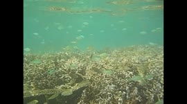 Mauricio. Maurice. Mauritius. Flic en Flac beach. Snorkel in coral (3) Underwater video