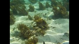Mauricio. Maurice. Mauritius. Le Morne. 2015 (1) Snorkel and fishes. Underwater video