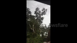 Hurricane Irma takes down 90ft tall tree