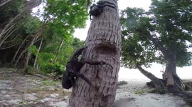 Have you ever seen huge Coconut Crabs climb trees?