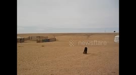 Mongolia. Gobi desert tour. Day 1. (2) Nomad family ger with baby camels. 2015