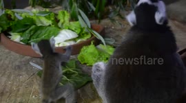 Babies Lemur in Zoo