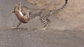 Cheetah kill in the Kruger