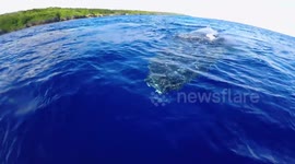 Humpback Whale Encounter in Niue